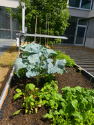 Farmbot Beet